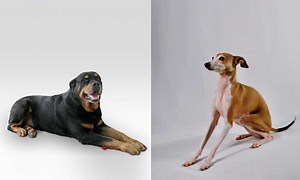 Is your child's target weight a gift to the eating disorder? One-Size-Fits-All versus Growth Charts • Eva Musby