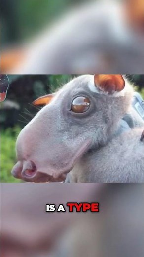 Fascinating Life of Hammer Headed Bats!