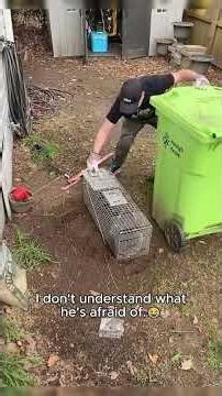 This donut-waiting raccoon is my spirit animal.🥰#raccoon#funnyanimals