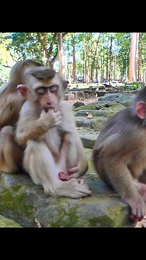 reaction hunger of abandoned Balina and Other ! #abandoned #monkey #babymonkey🐒❤️ #babymonkeys #newborn