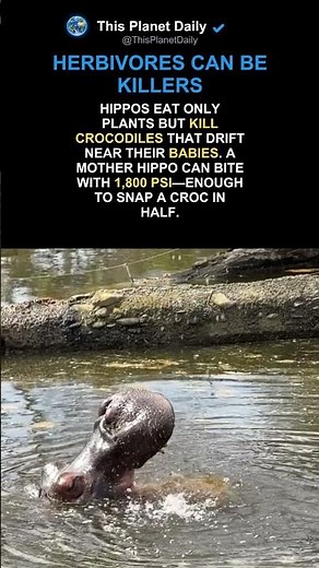 Why Hippos Kill Crocodiles