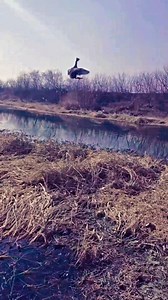 6.4K views · 458 reactions | Funny duck flying like a spin 列藍 #funny #duck #birds #flying #spin #explore #nature #wildlife #animals #lake #sky #wind | Bird Lovers | Facebook