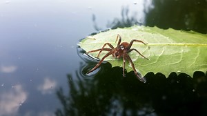 Did you know tarantulas can swim? This video will send a shiver down your spine
