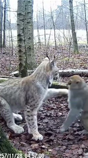 When survival is on the line, instincts take control #wildlifeentertainment #wildlife #animals