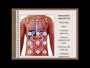 Exploración física del abdomen 1