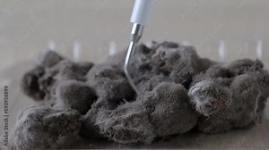 close-up microscopic fungi form characteristic mold deposits on surface organic substrates, blueberries covered gray fluffy mold, concept scientific research on antibiotics, production of penicillin