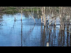 Beaver hunting with .22 hornet