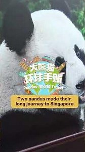 Two Pandas Made Their Long Journey To Singapore | iPanda【Pandas’ World Travel】
