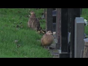 Is This A Female Pheasant? #WaterLovelyBird #birds #wildanimals #wildlife #nature