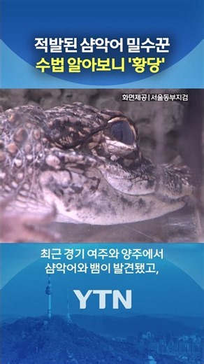 "Figures" by name, Alligators by nature #shorts / YTN