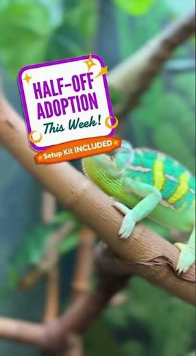 Color-Changing Chameleon at Pet Store
