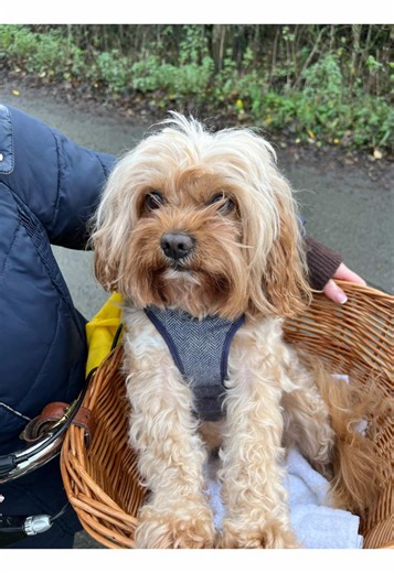 Understanding Dog Behavior Towards Family Members