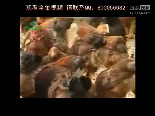养鸡技术大全 01集 (怎样办好一个肉鸡养殖场)