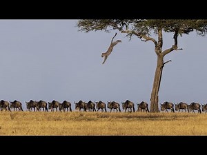 MELUNCUR DARI ATAS POHON !!! 11 Aksi Berburu Paling G1LA Macan Tutul Terekam Kamera Di Alam Liar