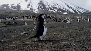 Prepare for this amazing experience! If you LOVE BBC Planet Earth, then this is the ultimate live show for you! | bp pulse LIVE