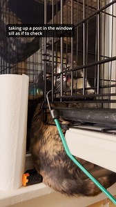 176K views · 5.5K reactions | Part 3 of Valentine the Traumatized...