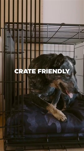 A Black Lab bed is an investment in who your dog really is — messy, wild, and unapologetically themselves. We don’t fight that. We plan for it. Need a dog bed that does everything? Meet THE BEAST. Our flagship, rugged sleek, checks-every-box bed. 👉 https://blacklabbrands.com/products/the-beast-ultratough-orthopedic-dog-bed Looking for something a little more specific? Explore our other eco-tough washable beds: 💧 Fused Core™ Mattress – 100% waterproof, dig-proof tarpaulin bed with heat-fused se