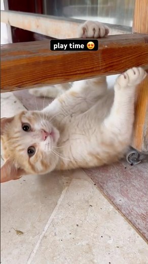 This cute cat keeps sticking its tongue out while playing by itself 😻