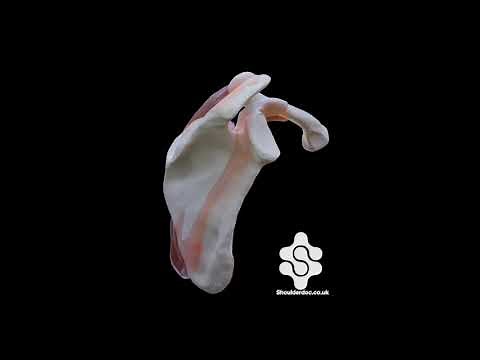 ACJ mechanics with scapula rotating around fixed clavicle