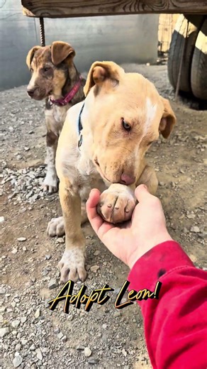 Adopt Leon!