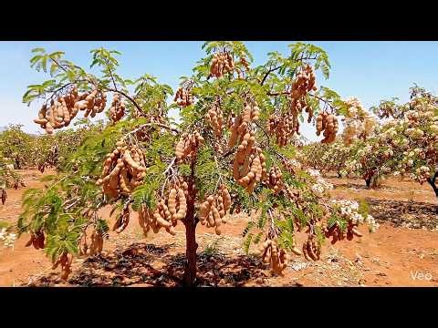 How Vast Is the Largest Tamarind Growing Region in the World in Mexico? | Rural Life