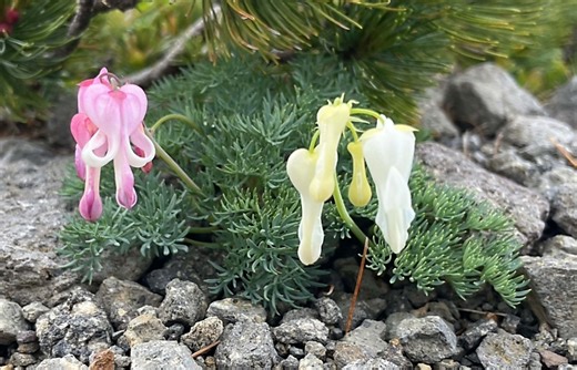 2週間で花盛りの山に変貌　珍しいコマクサも…高山植物が一斉に咲いた北アルプス乗鞍岳周辺　【動画・写真多数】｜信濃毎日新聞デジタル　信州・長野県のニュースサイト