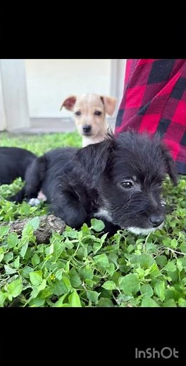 Puppies