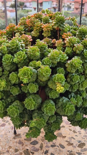 sedeveria letizia succulents.
