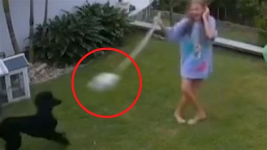 12-Year-Old Queensland girl battles 2-metre python to save guinea pig