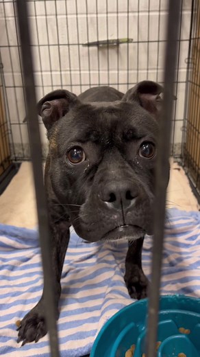 We need help. Volunteer, donate, foster, adopt. There are many ways you can help us save lives. This situation is overwhelming and we need you. To learn more about opportunities to volunteer or foster, click the link in our bio. #fyp #animalshelter #dogs #pets #kansascity #shelterdog