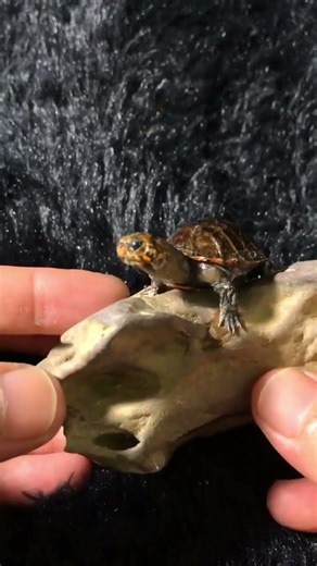 Tiny Turtle Taxidermy: Micro Specimen Challenge! #Turtle #Reptile #PetDebut