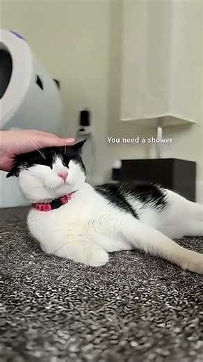 My adopted tuxedo cat is stinky and I am completely fine with it