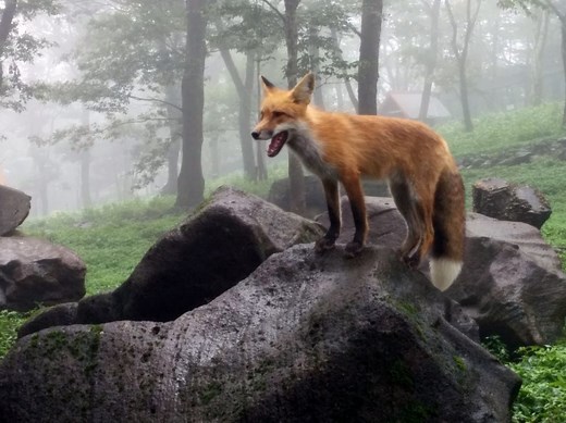 Zao Fox Village, A Japanese Animal Preserve Where Foxes Roam Freely Among the Humans Who Visit