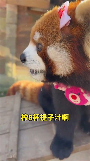How Many Chews? Uncover the Secret of the Silver-based Red Panda's Diet