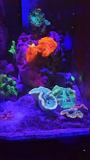 fluval flex 32.5 update after 2.1/2 years later