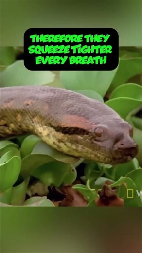 This Snake Feels Your Heartbeat… Then Tightens 😱🐍
