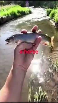 “I Caught a Tiger Trout in Wisconsin's Hidden Creek"