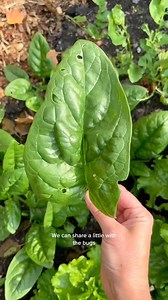 garden harvest! What would you make with this haul! #gardenharvest #gardenhaul #garden #harvest #gardentoplate #gardening #harvesting #gardentok #gardentiktok #growingfood | GimGardening