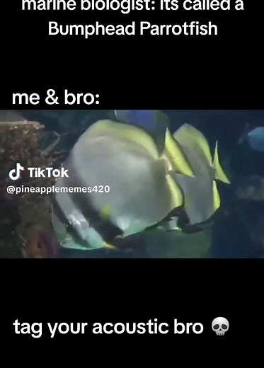 Funny Fish Memes Compilation