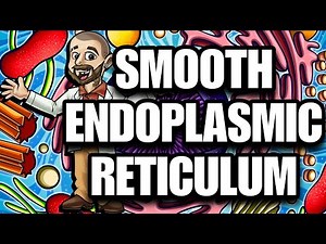 The Smooth Endoplasmic Reticulum Explained!