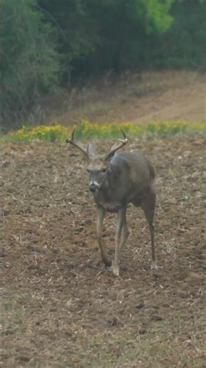 How OLD is this buck❓👀