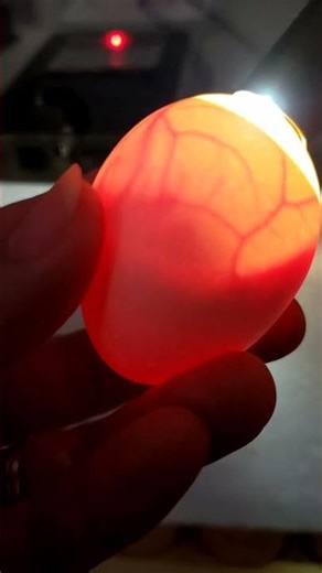 Candling egg day10 # farm #farmlife #chicken