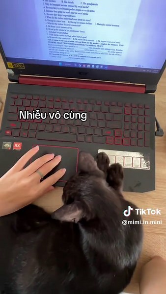 Làm việc ở nhà và có một con mèo nhiễu