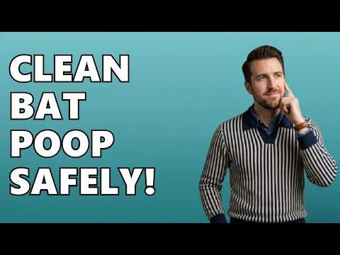 How To Clean Up Bat Poop?
