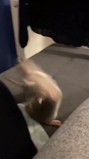 Rat vs Rat (🐀 vs 🐀) Via: 📹@patkorekordz(TT) | Rat Unity