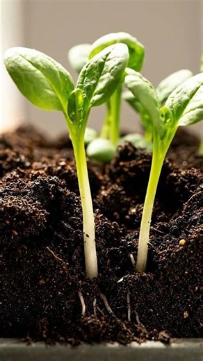 Growing Spinach From Seed Time Lapse – 50 Days