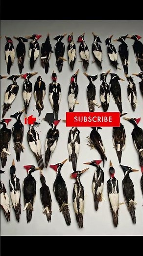 Ivory-billed Woodpecker: The Last Legend We Hope Will Return! #extinctanimals #endangeredanimals