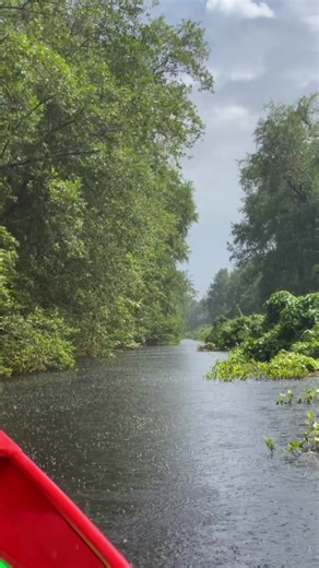 Peaceful Vibes in Suriname's Nature