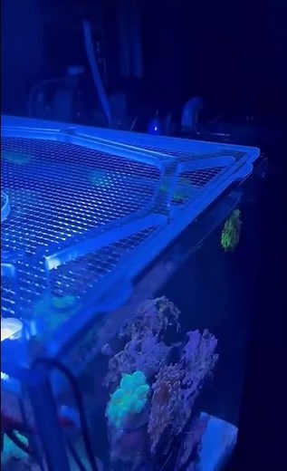 ClearView Lids ReeFlex Fused Air Review - Nano Tank - Sara L.