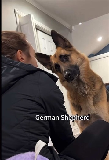 Hilarious Moments with a German Shepherd